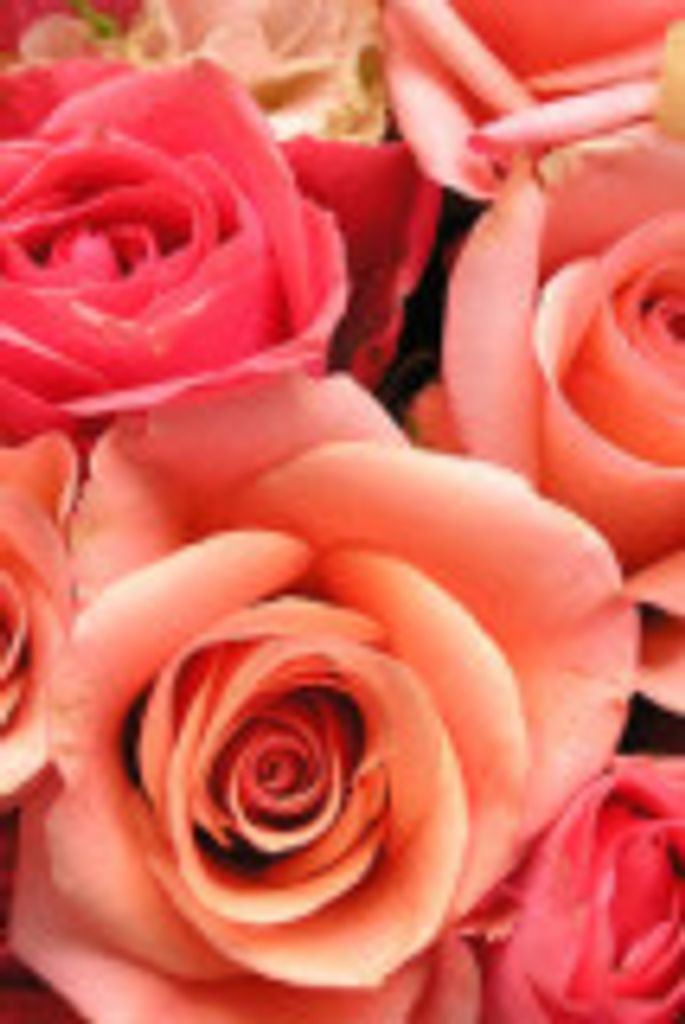 Marjorie Revels Profile Photo