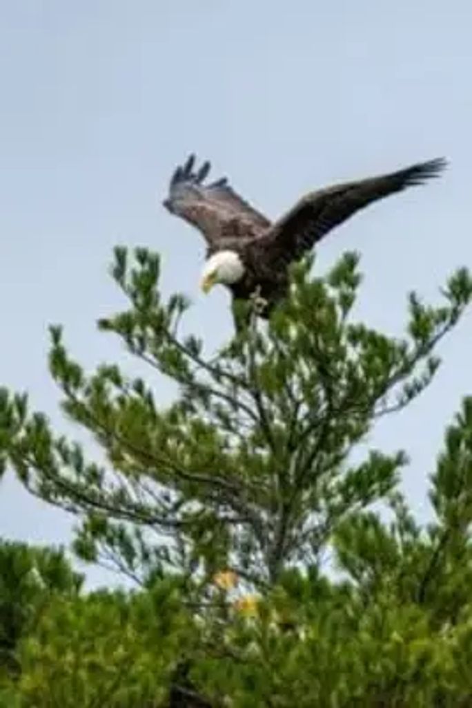 Arthur Medicine Eagle Sonier