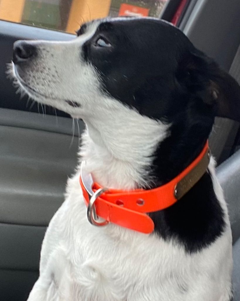 Ruger Brown Profile Photo
