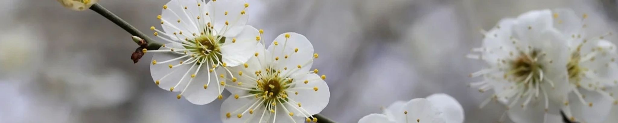 Cover photo for Mrs. Chen Ju Chuang Tsui's Obituary