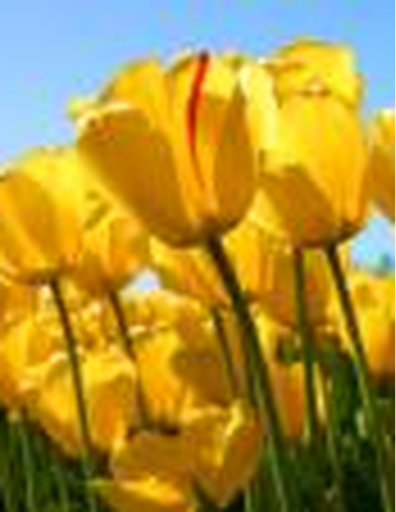 Carolyn Ann Mckibbon Smith