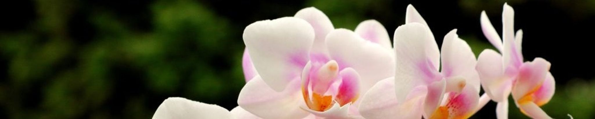 Cover for Shirley Ruth Miller's Obituary