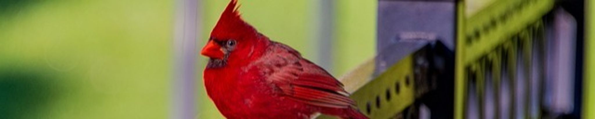 Cover for Judith D. Richter's Obituary