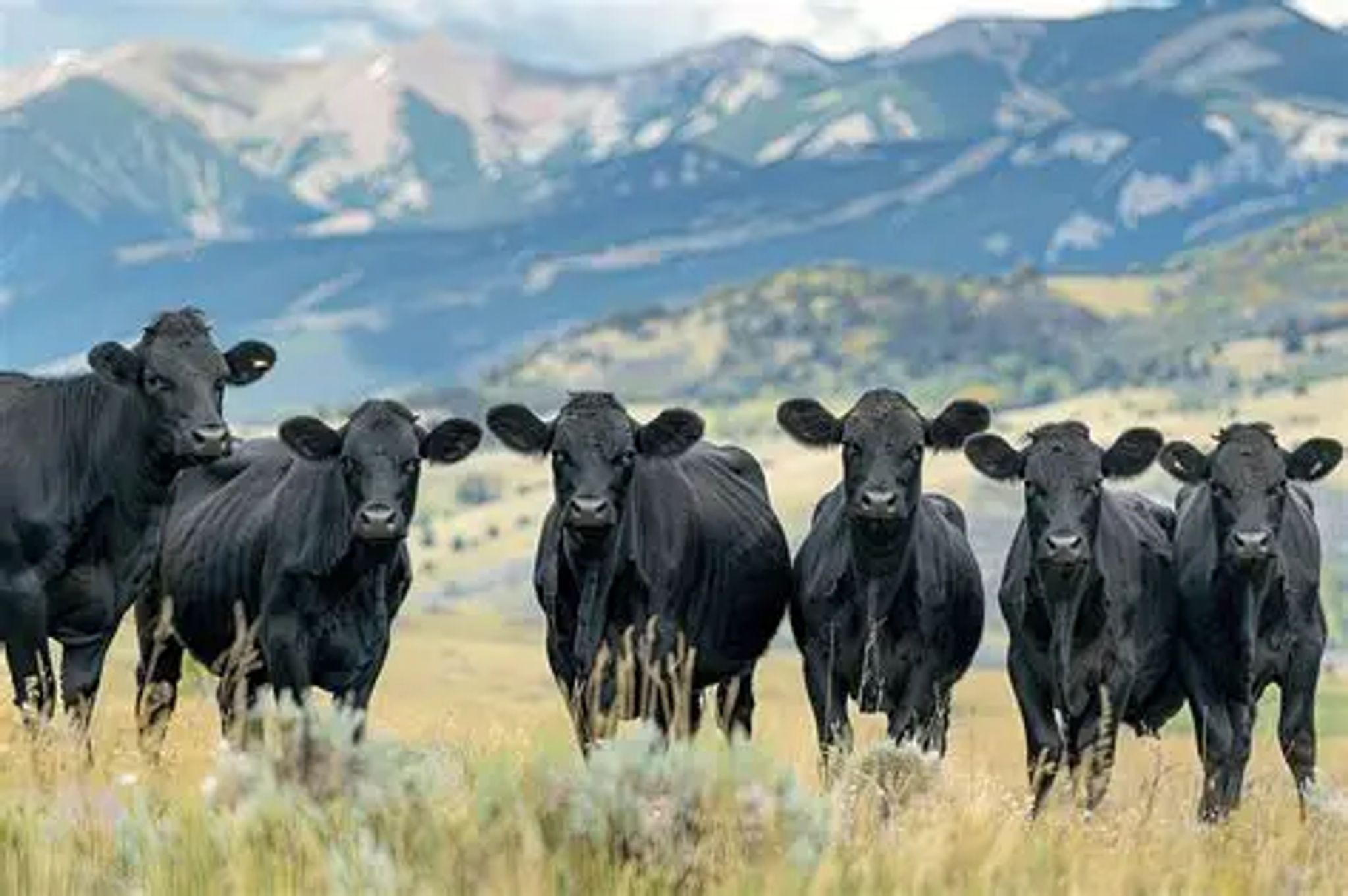 Cover for Dale Russell Ballard's Obituary