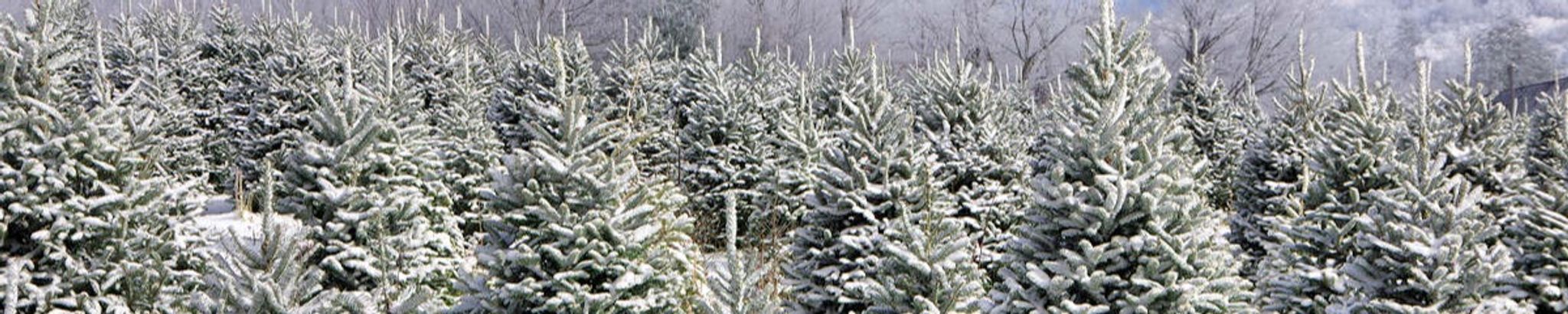 Cover for Edward Prohaska's Obituary