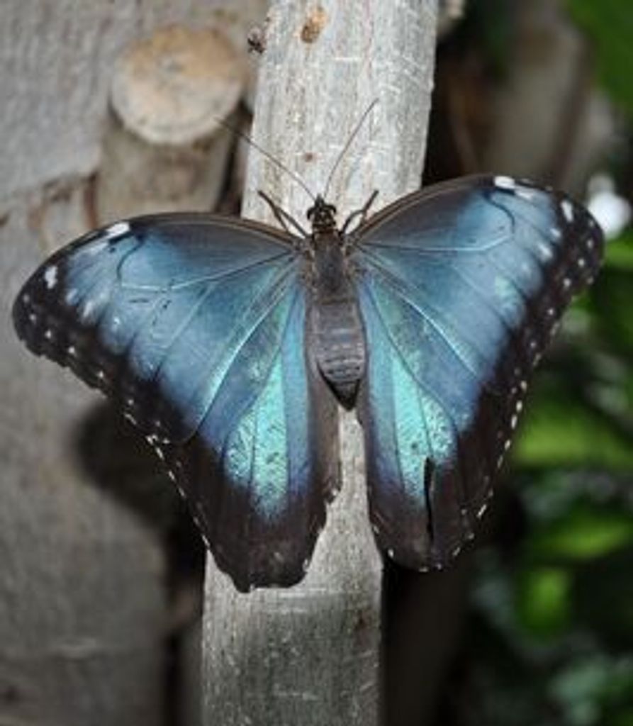 Janice Pastuska Profile Photo