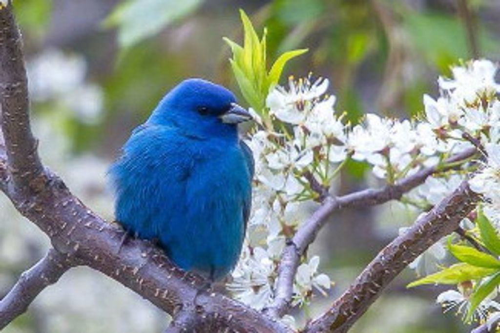 Christopher Grandchamp