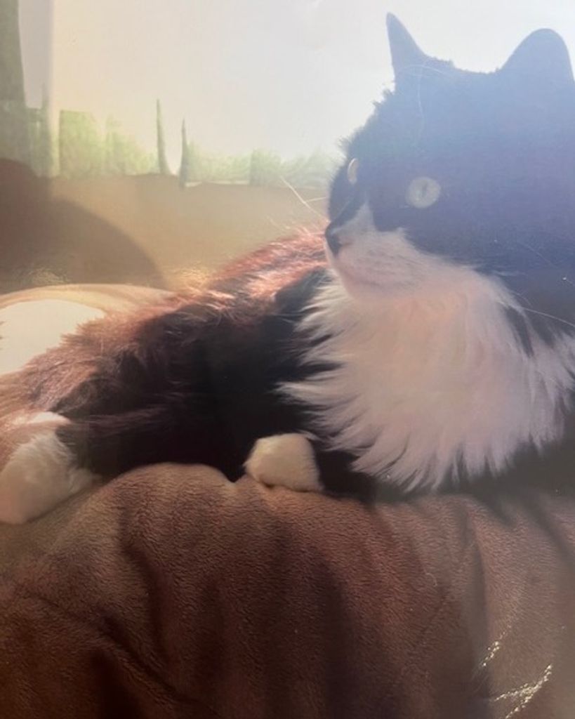 Oreo Romeo Profile Photo