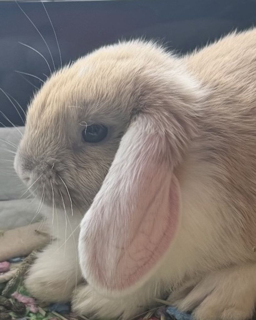 Thumper Carter