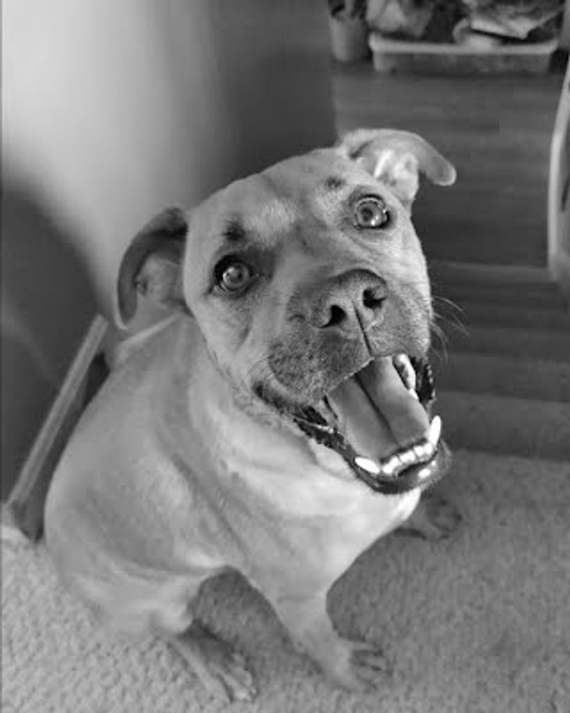 Ludo Demoss Profile Photo