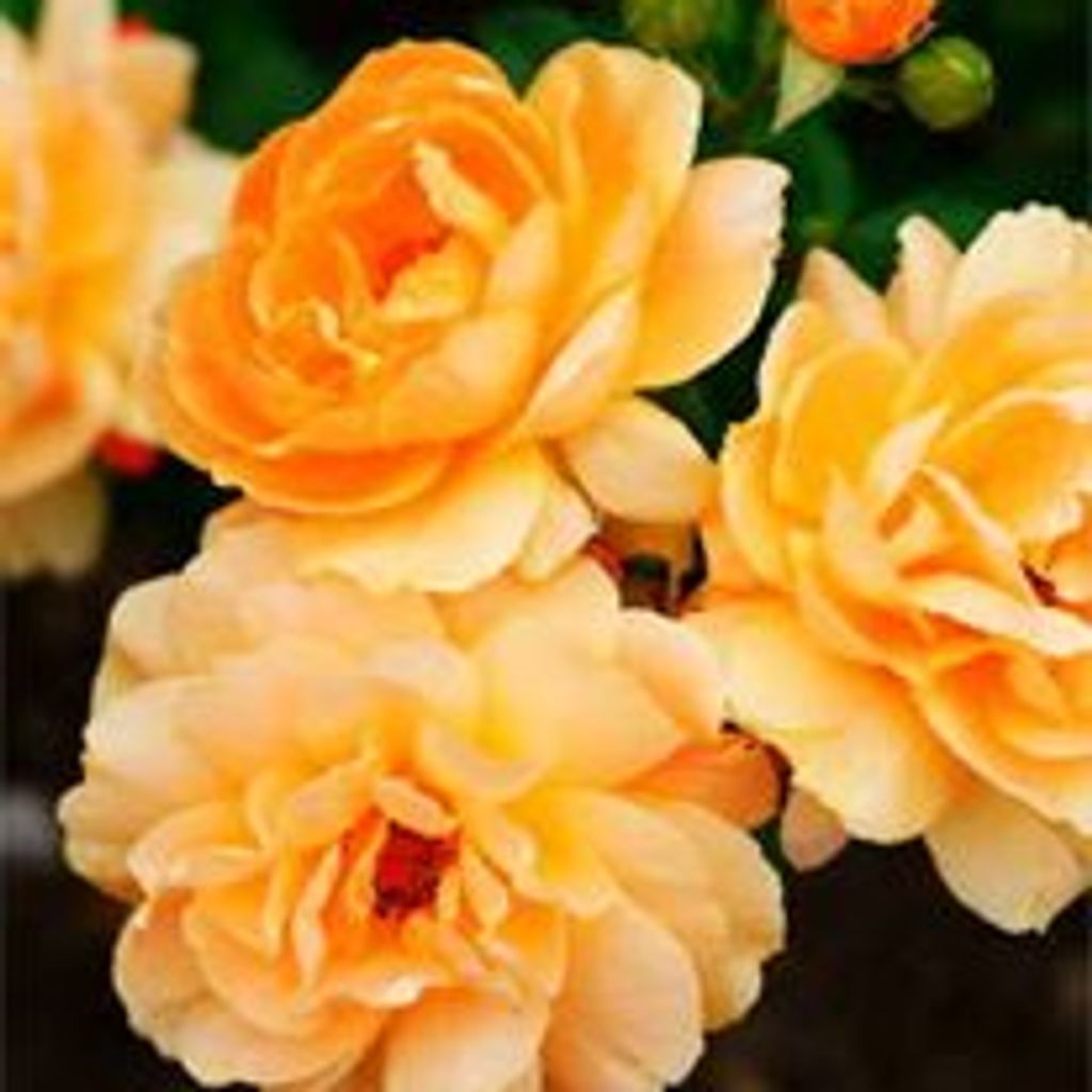 Mildred Lemche Profile Photo