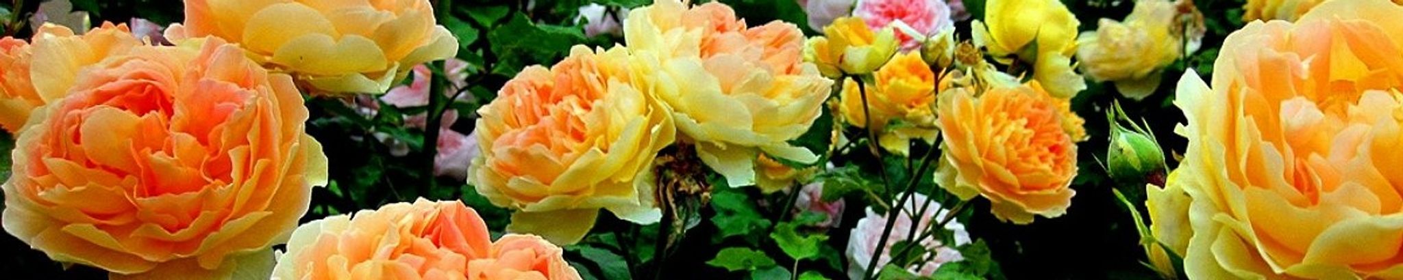 Cover for Geraldine Cordova's Obituary