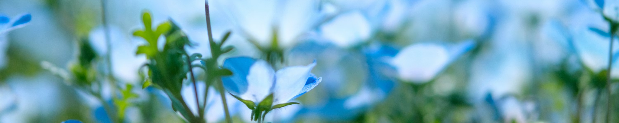 Cover for Patricia Margaret Regina Cain's Obituary