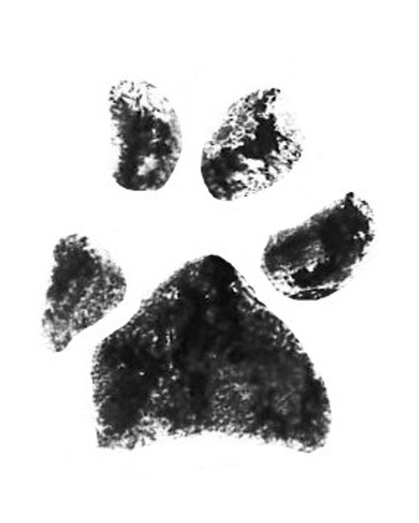 Pollyanna Spurrier Profile Photo