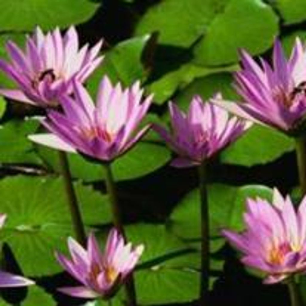 Lillian Thornberry Mccain