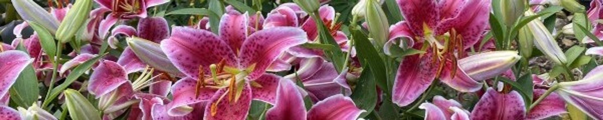 Cover for Barbara Morseth's Obituary