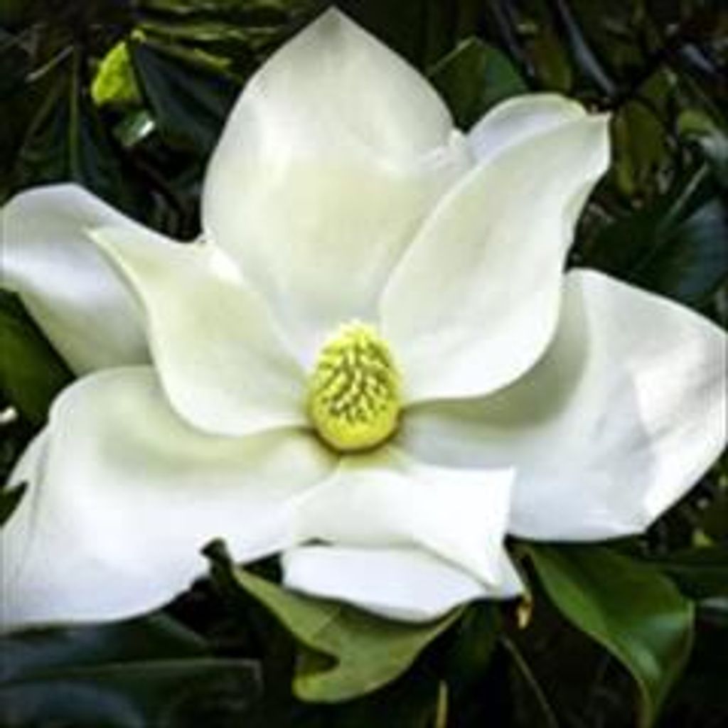 Corrie Belle Cox Profile Photo