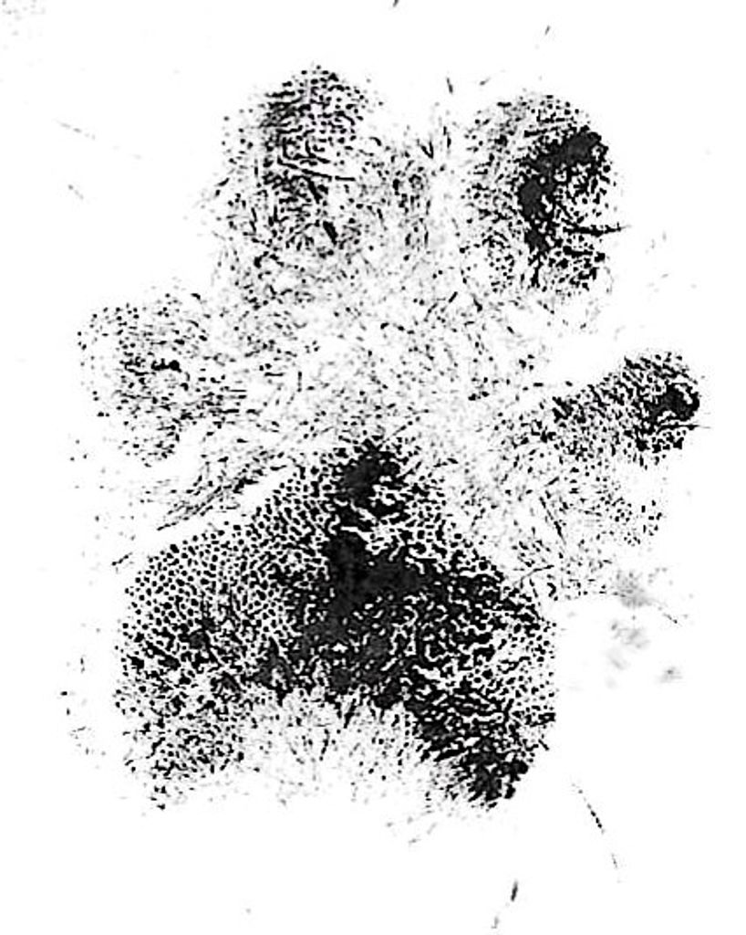 Tazmanian Morse Profile Photo