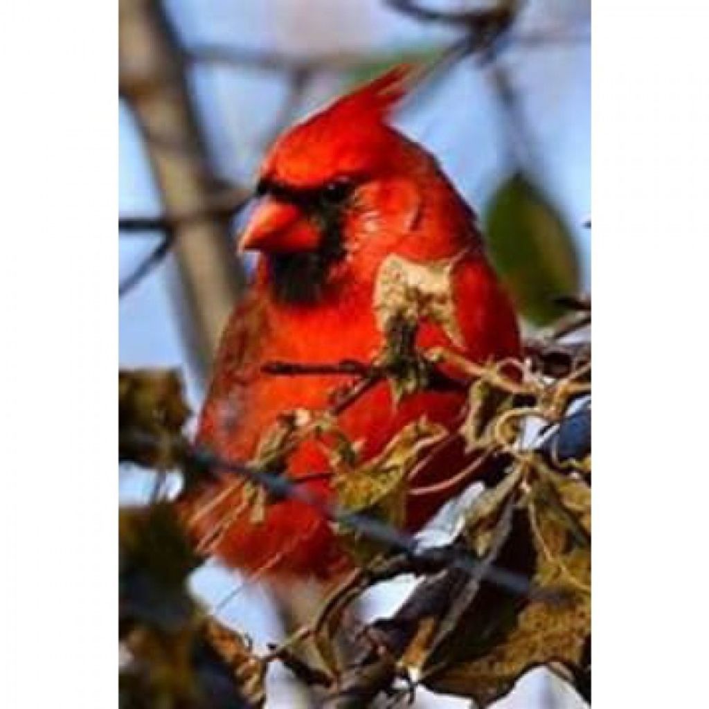 William R. Steinbaecher Profile Photo