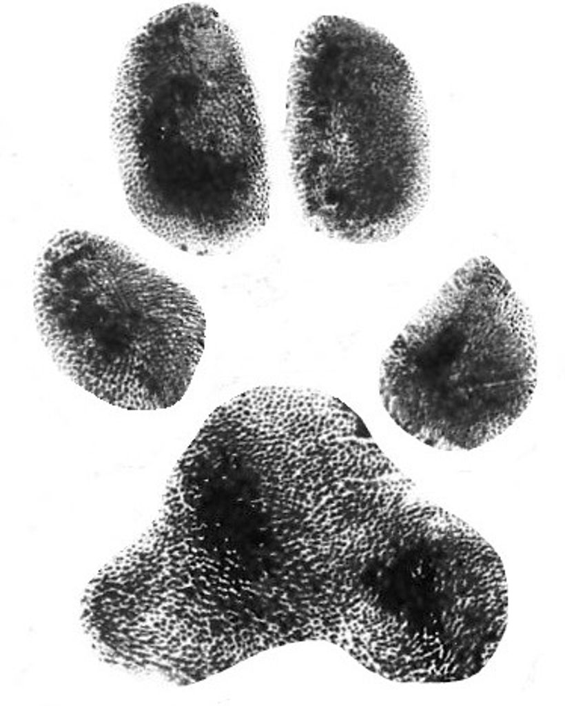 Ralphie Reynolds Profile Photo