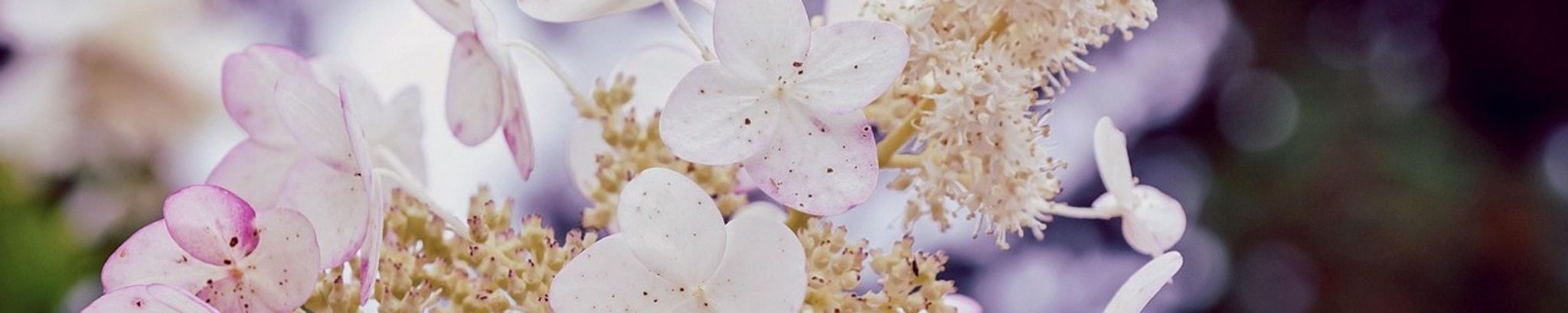 Cover for Rhonda Faye Lehman's Obituary