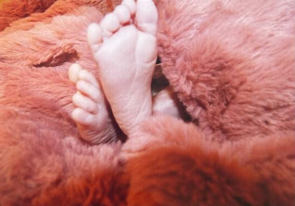 Hadley Ann Self