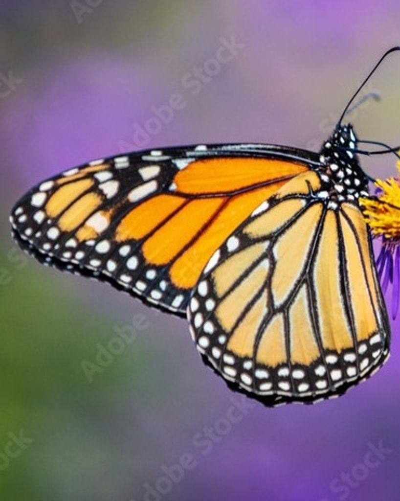 Laurie A. Warholak Profile Photo