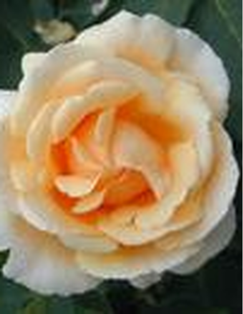 Martha Ella Koontz Fryar