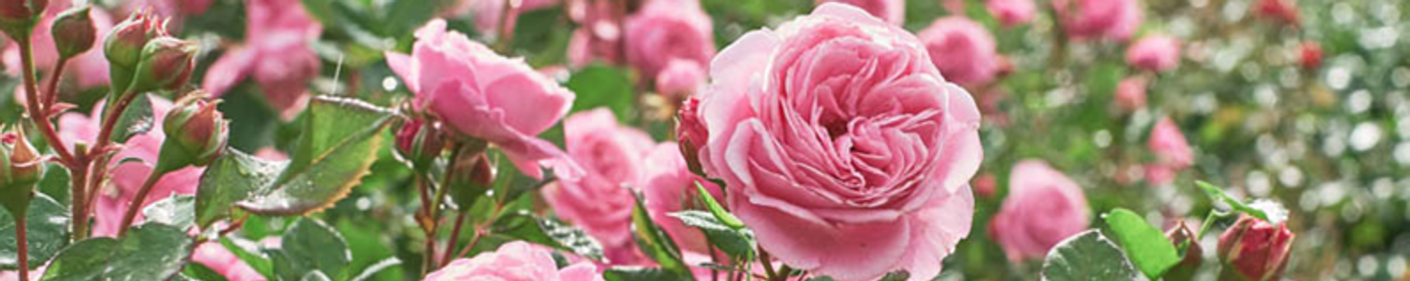 Cover for Margaret Willis English's Obituary