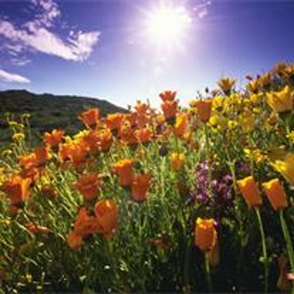 Dorothy Elizabeth Mercier