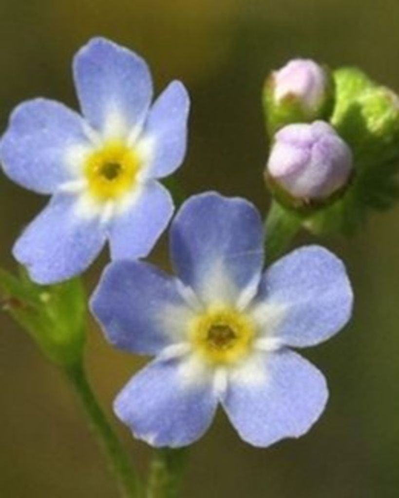 Charlotte Ann Peters Profile Photo