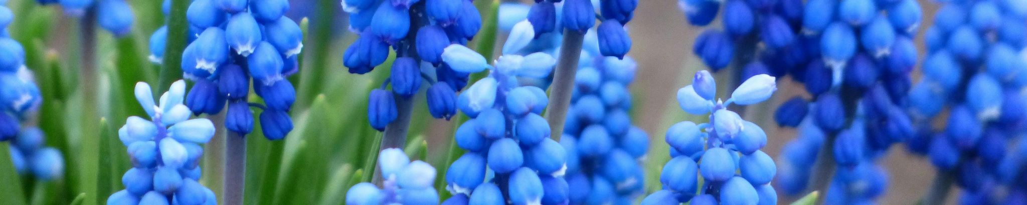 Cover for Jeannie Cleva Buchanan's Obituary