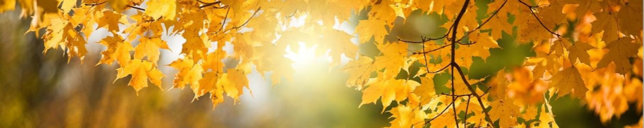 Cover photo for Nancy Louise Conrad's Obituary