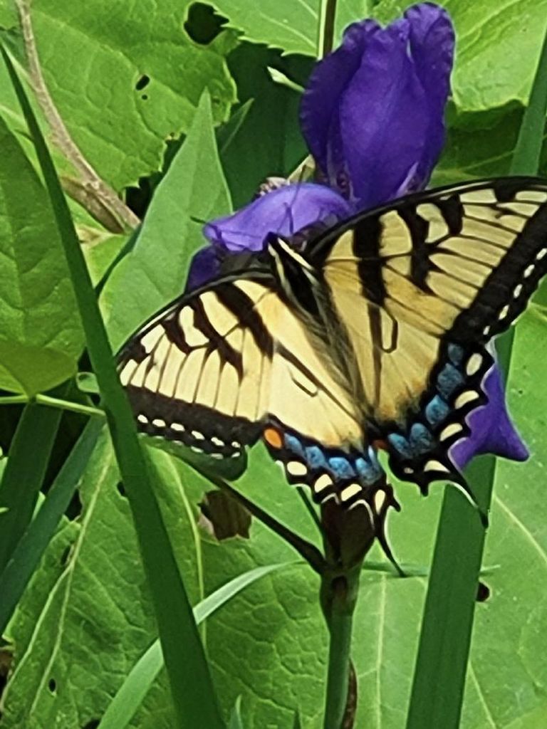 Gerald ”Jerry” Mendes