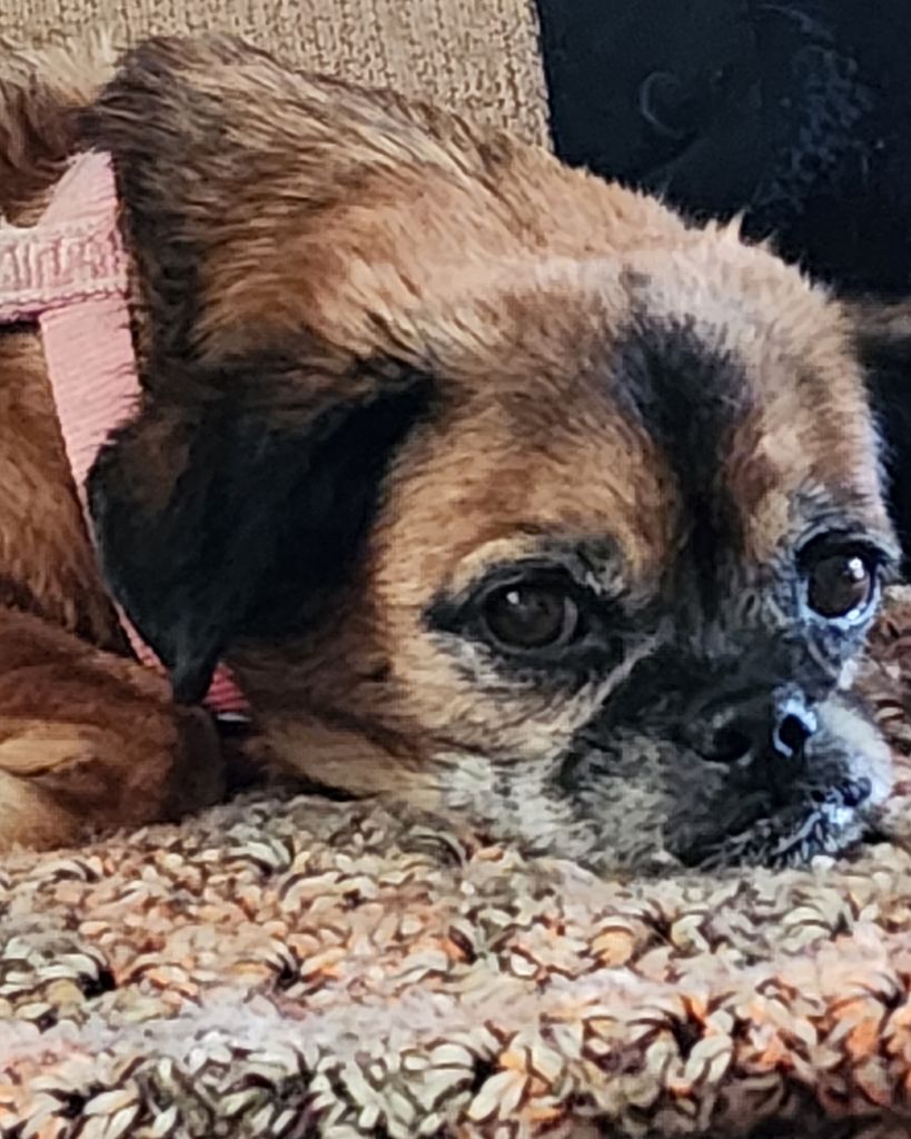 Skippy the Pugapoo Profile Photo