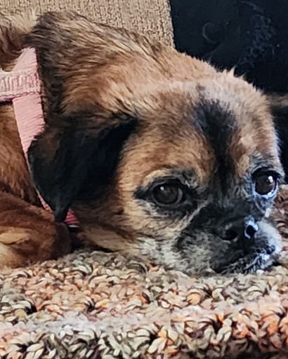 Skippy the Pugapoo's obituary image