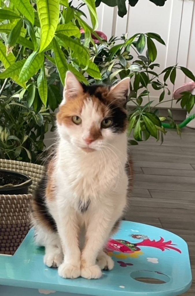 Sophie Profile Photo