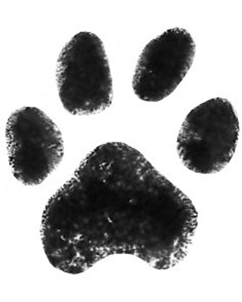 Bear White Profile Photo