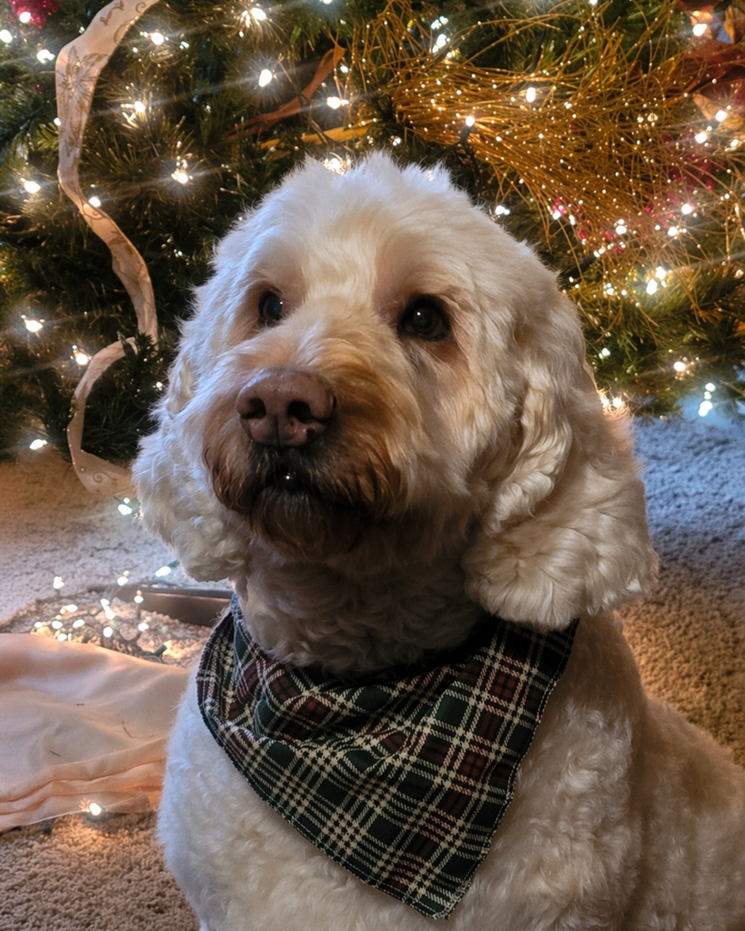 Jodi Engle Profile Photo