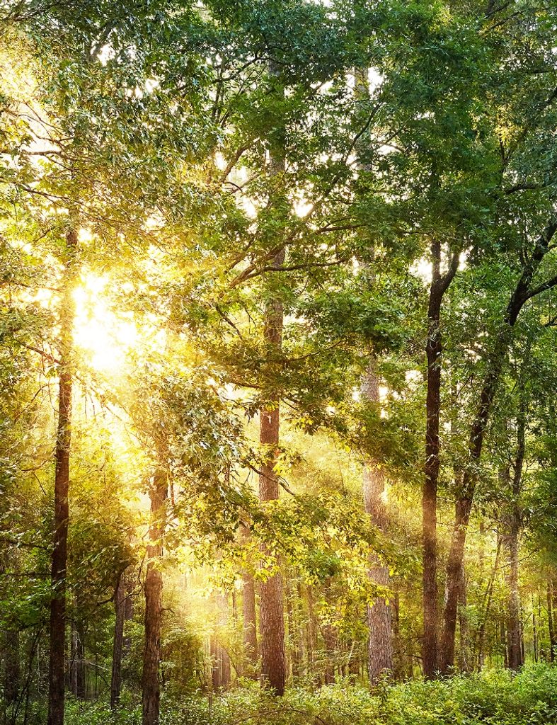 Redus Martin Hammett