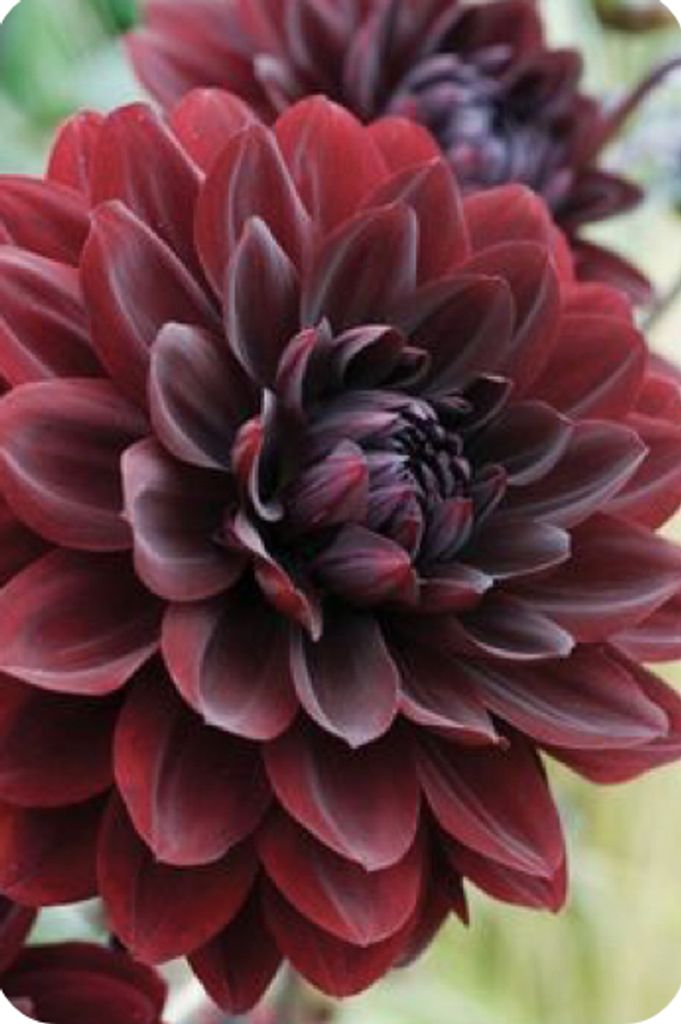 Donald Quick Profile Photo