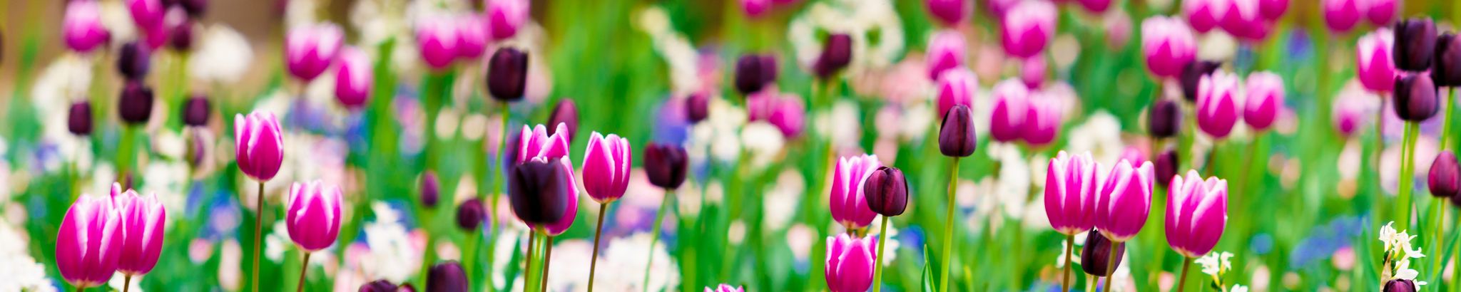 Cover for Peggy L. Knapp's Obituary