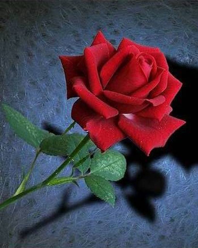 Sylvia Arlene McKenzie Profile Photo