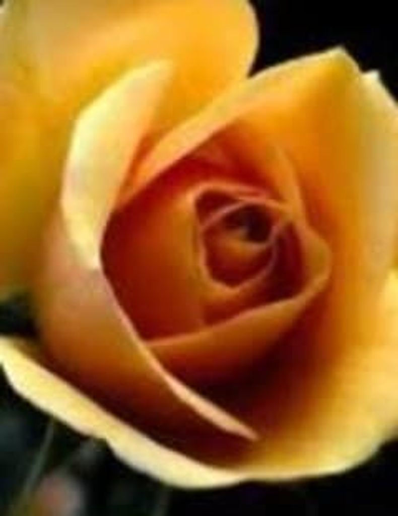 James H. Freeman Profile Photo