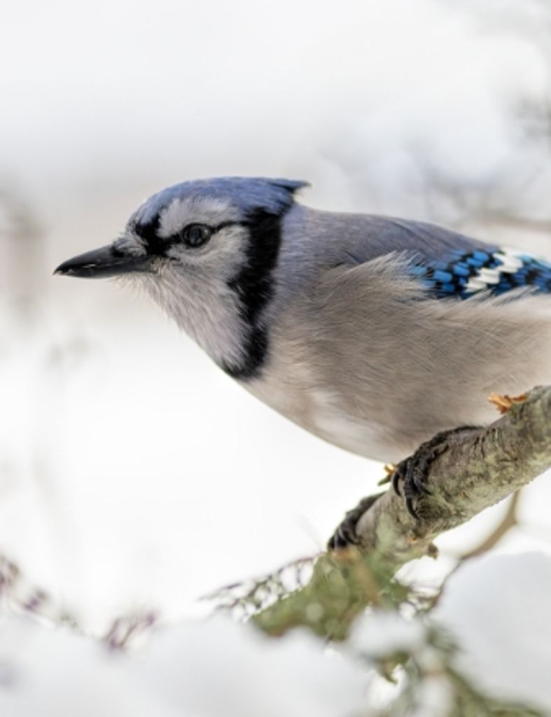 Mary  Lawanna Henderson