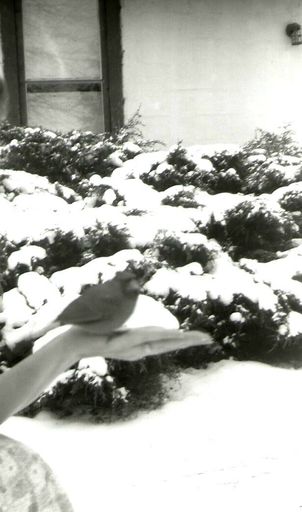 Alene H. Halcomb photo gallery thumbnail 240 of 269