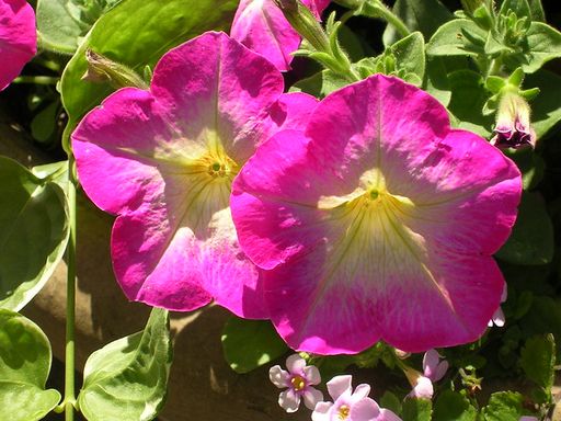 Mary Sue Griggs's obituary image