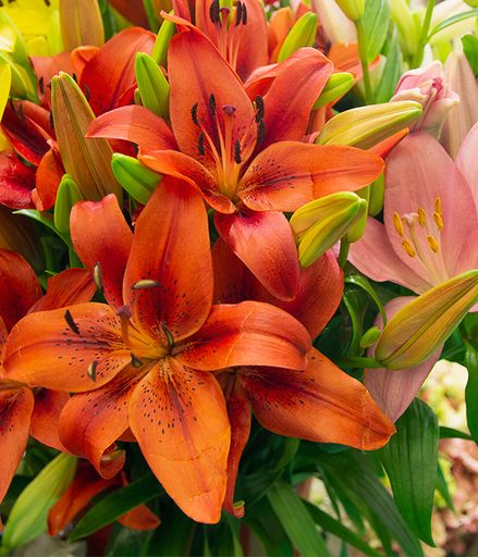 Mary Isabel Blankenship's obituary image