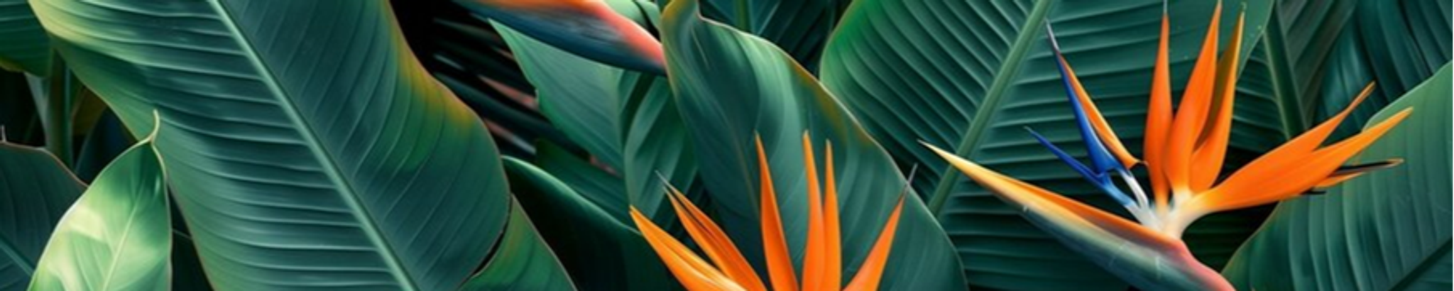 Cover photo for Dawn K. Baxter's Obituary