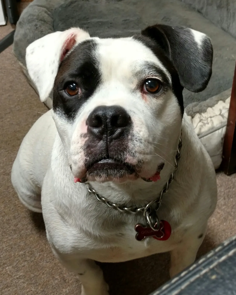 Goliath Watson